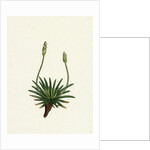 Plantago Maritima Var. Hirsuta Sea Plantain Var. Y. by Anonymous