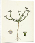 Scleranthus Perennis Perennial Knawel by Anonymous