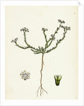 Scleranthus Perennis Perennial Knawel by Anonymous