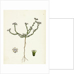 Scleranthus Perennis Perennial Knawel by Anonymous