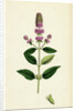 Mentha Pubescens Var. Hircina Blunt-Spiked Mint Var. B. by Anonymous