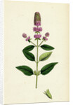 Mentha Pubescens Var. Hircina Blunt-Spiked Mint Var. B. by Anonymous