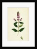 Mentha Pubescens Var. Hircina Blunt-Spiked Mint Var. B. by Anonymous