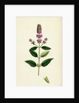Mentha Pubescens Var. Hircina Blunt-Spiked Mint Var. B. by Anonymous