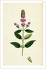 Mentha Pubescens Var. Hircina Blunt-Spiked Mint Var. B. by Anonymous
