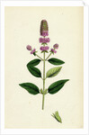 Mentha Pubescens Var. Hircina Blunt-Spiked Mint Var. B. by Anonymous