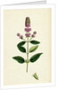 Mentha Pubescens Var. Hircina Blunt-Spiked Mint Var. B. by Anonymous