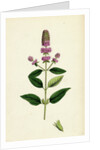 Mentha Pubescens Var. Hircina Blunt-Spiked Mint Var. B. by Anonymous