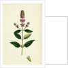 Mentha Pubescens Var. Hircina Blunt-Spiked Mint Var. B. by Anonymous