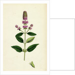 Mentha Pubescens Var. Hircina Blunt-Spiked Mint Var. B. by Anonymous