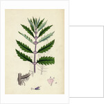 Lycopus Europaeus Water Horehound by Anonymous