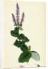Mentha Rotundifolia Round-Leaved Mint by Anonymous