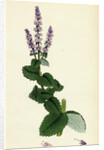 Mentha Rotundifolia Round-Leaved Mint by Anonymous