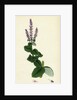 Mentha Rotundifolia Round-Leaved Mint by Anonymous