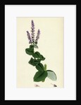 Mentha Rotundifolia Round-Leaved Mint by Anonymous