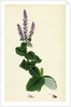Mentha Rotundifolia Round-Leaved Mint by Anonymous