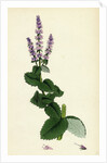 Mentha Rotundifolia Round-Leaved Mint by Anonymous