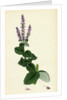 Mentha Rotundifolia Round-Leaved Mint by Anonymous