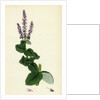Mentha Rotundifolia Round-Leaved Mint by Anonymous