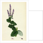 Mentha Rotundifolia Round-Leaved Mint by Anonymous