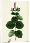 Mentha Alopecuroides Broad-Leaved Horse-Mint by Anonymous