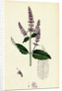 Mentha Sylvestris Common Horse-Mint by Anonymous