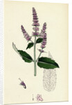 Mentha Sylvestris Common Horse-Mint by Anonymous