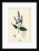 Mentha Sylvestris Common Horse-Mint by Anonymous