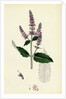 Mentha Sylvestris Common Horse-Mint by Anonymous