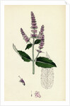Mentha Sylvestris Common Horse-Mint by Anonymous