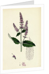 Mentha Sylvestris Common Horse-Mint by Anonymous