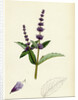 Mentha Viridis Spear-Mint by Anonymous