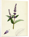 Mentha Viridis Spear-Mint by Anonymous