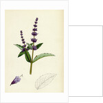 Mentha Viridis Spear-Mint by Anonymous