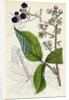 Rubus Köhleri Köhler's Bramble by Anonymous