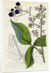 Rubus Köhleri Köhler's Bramble by Anonymous