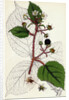 Rubus Glandulosus Glandular-Stemmed Bramble by Anonymous