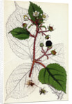 Rubus Glandulosus Glandular-Stemmed Bramble by Anonymous