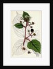 Rubus Glandulosus Glandular-Stemmed Bramble by Anonymous