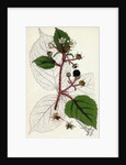 Rubus Glandulosus Glandular-Stemmed Bramble by Anonymous