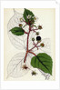Rubus Glandulosus Glandular-Stemmed Bramble by Anonymous