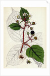 Rubus Glandulosus Glandular-Stemmed Bramble by Anonymous