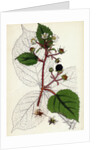 Rubus Glandulosus Glandular-Stemmed Bramble by Anonymous