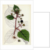 Rubus Glandulosus Glandular-Stemmed Bramble by Anonymous