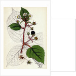 Rubus Glandulosus Glandular-Stemmed Bramble by Anonymous