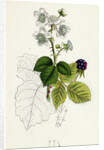 Rubus Corylifolius Hazel-Leaved Bramble by Anonymous