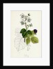 Rubus Corylifolius Hazel-Leaved Bramble by Anonymous