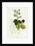 Rubus Corylifolius Hazel-Leaved Bramble by Anonymous
