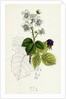 Rubus Corylifolius Hazel-Leaved Bramble by Anonymous