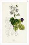 Rubus Corylifolius Hazel-Leaved Bramble by Anonymous